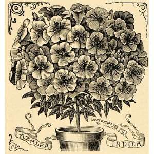   Azalea Indica Flowers Art J. L. Childs   Original Halftone Print Home