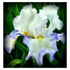  Victoria Circle Tall Bearded Iris Rhizome Iridaceae 1 Bulb 