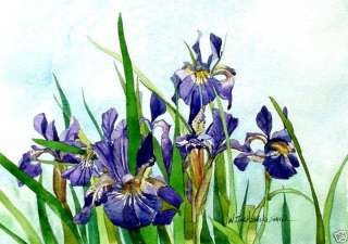 Wild Iris Garden Watercolor  