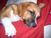 Annunci per Cani   Cuccioli e cani a Vomero / Arenella in vendita su 