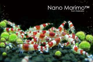 Nano Marimo x 5 for live fish plecos discus tank BH  