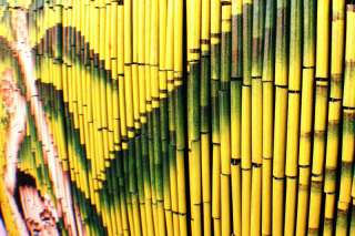 Natural Bamboo Beaded Beads Door Curtain Hula Girl 501  