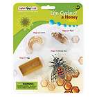   . Insects LIFE CYCLE OF A HONEY BEE Replica 622716 BRAND NEW FOR 2011