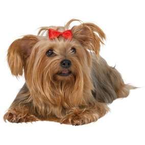 Dog Puppy Hair Bows Tie Bow Band Slide Yorkie Westie  