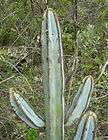 Pilosocereus fulvilanatus @ cacti cactus seed 20 SEEDS