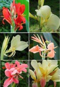 10 Mixed canna lily seeds, not plant, flower, pond  