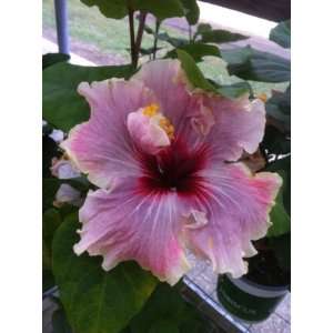 Cajun Hibiscus Madame Dupont  Gallon Plant