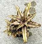 bronze mystic earth star plant cryptanthus easy expedited shipping 