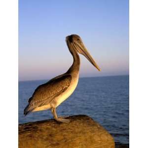  Pelican at Sunset, Sterns Wharf, Santa Barbara, California 