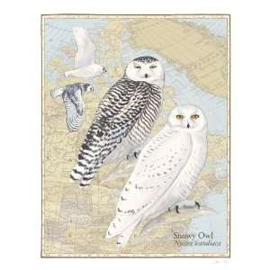  David Allen Sibley   Snowy Owl