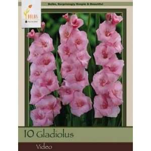   Honeyman Farms Gladiolus Video Pack of 10 Bulbs Patio, Lawn & Garden
