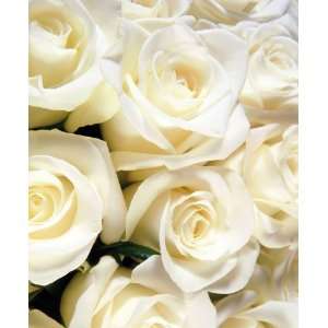 Send Fresh Cut Flowers   400 Long Stem White Roses:  