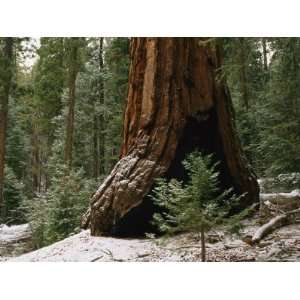  The Snow Dusted Trunk of a Giant Sequoia Tree in Marisposa 