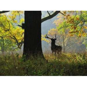 Deer, Favorite Park, Ludwigsburg, Baden Wurttemberg, Germany, Europe 