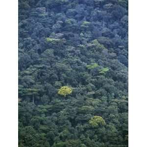 Vast Green Tropical Rainforest Canopy, Remote and Impenetrable 