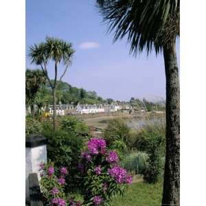 Palm Trees, Plockton at the Mouth of Loch Carron, Highlands, Scotland 