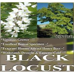  1,000 BLACK LOCUST WHITE FRAGRANT BLOOMS TREE SEED R 