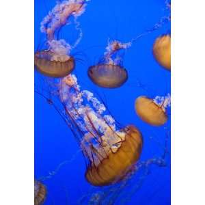  Black Sea Nettle Jellyfish at Monterey Bay Aquarium by 