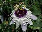 more options white purple cold hardy passion flower vine passiflor $ 