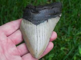 75b Miocene Megalodon fossil shark tooth HUMONGOUS   