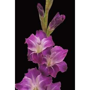  5 Perennial Purple Violetta Gladiolus Flower Bulbs 