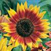  Sunflower Seeds  30, Sunspot Sunflower Seeds  30 items in Rons Seed 